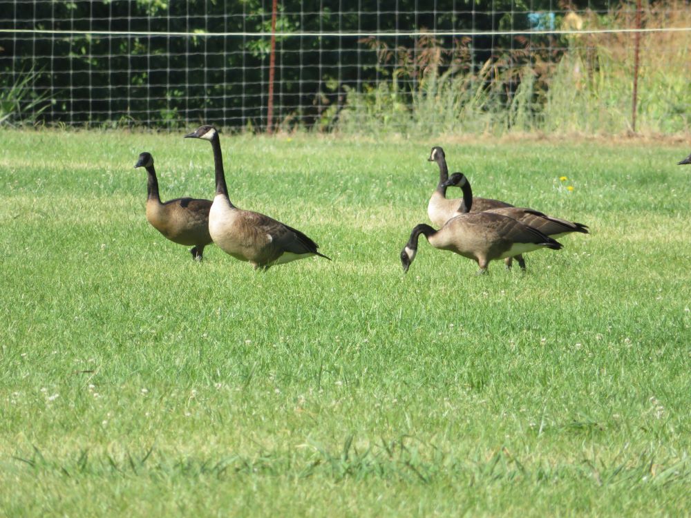 Group of canada geese walking on grass